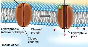 <p>() proteins are hydrophilic in their () core to attract ions and or polar molecules; some are open all the () and others are () or only open when a signal is received.</p>