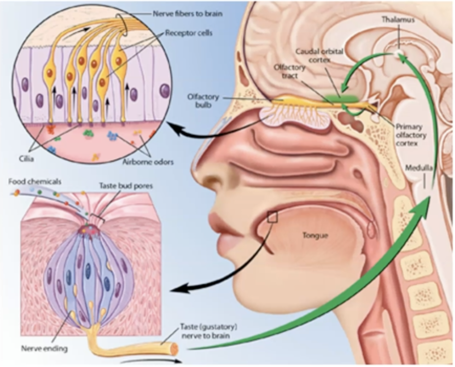 <p>The nerve fibers of the olfactory tract take the information to the olfactory cortex in the temporal lobe of the brain.</p>
