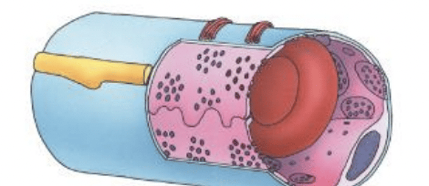 <p>what type of capillary is this?</p>