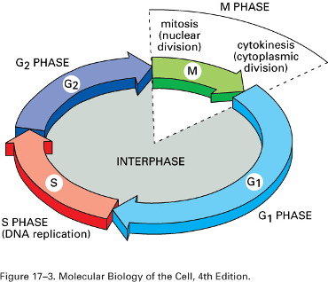 <p>During S Phase; every time you replicate you’re losing a small amount of DNA specifically in the daughter cells</p><ul><li><p>DNA replication occurs, resulting in the duplication of the chromosomes in preparation for cell division.</p></li><li><p>Part of interphase</p></li></ul><p></p>