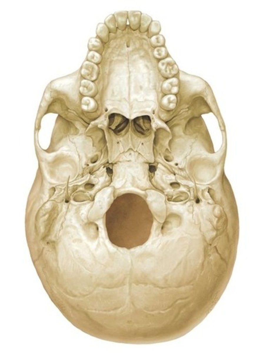 knowt flashcard image