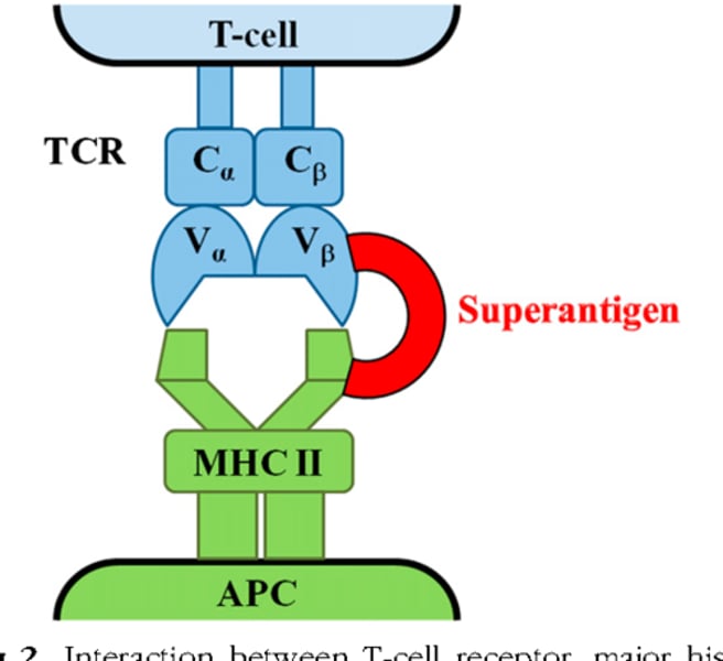 <p>TCR and MHC</p>