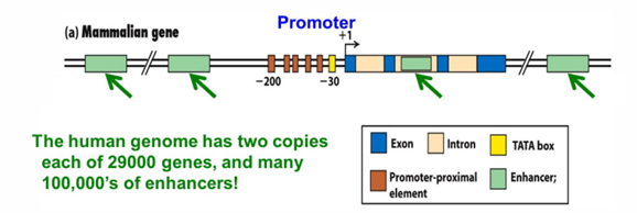 <p>has <strong>promoter proximal elements</strong> upstream -40&gt;-200</p><p><strong>enhancers</strong> promoter distal positions</p>