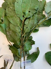 Salix caprea