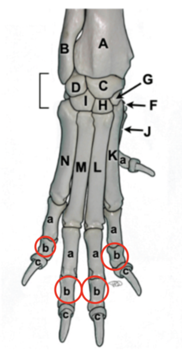 <p>P2, short pastern</p>