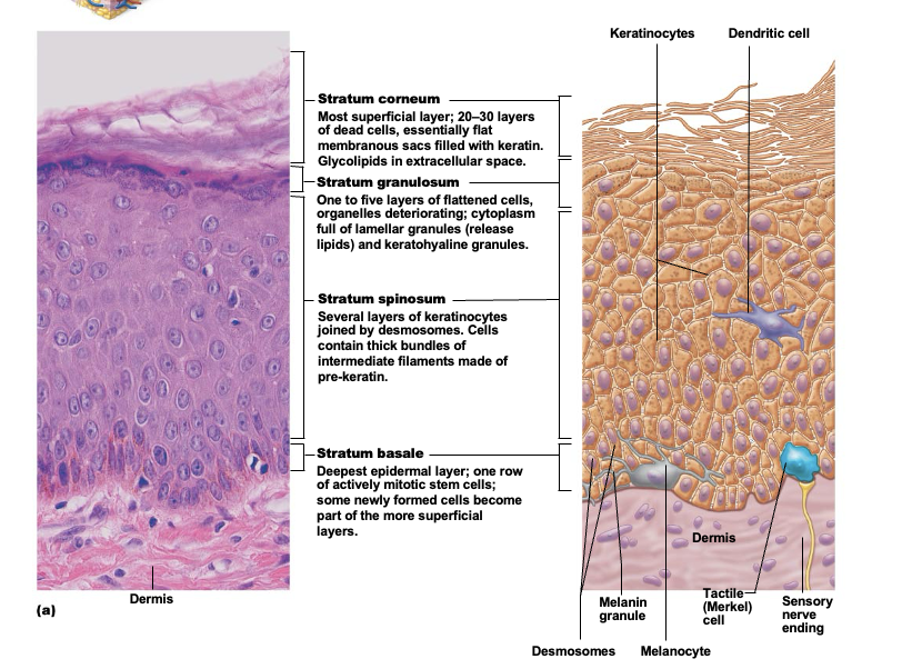 <p>Single row of cells immediately above dermis. Cells are constantly undergoing mitosis to form new cells. 10-25% of cells in this layer are melanocytes with occasional tactile epithelial cells</p>