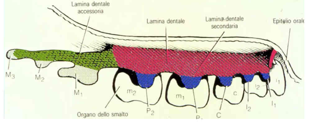 <p>Il suo ectoderma prolifera formando un estroflessione ovvero la lamina dentaria secondaria che si svilupperà dopo la nascita costituendo gli abbozzi della dentatura permanente di sostituzione.</p><p>In epoca post natale riprende la proliferazione dell’ectoderma della lamina dentale primaria ma in direzione dorsale formando la lamina dentaria accessoria dalla quale si formeranno i molari.</p>
