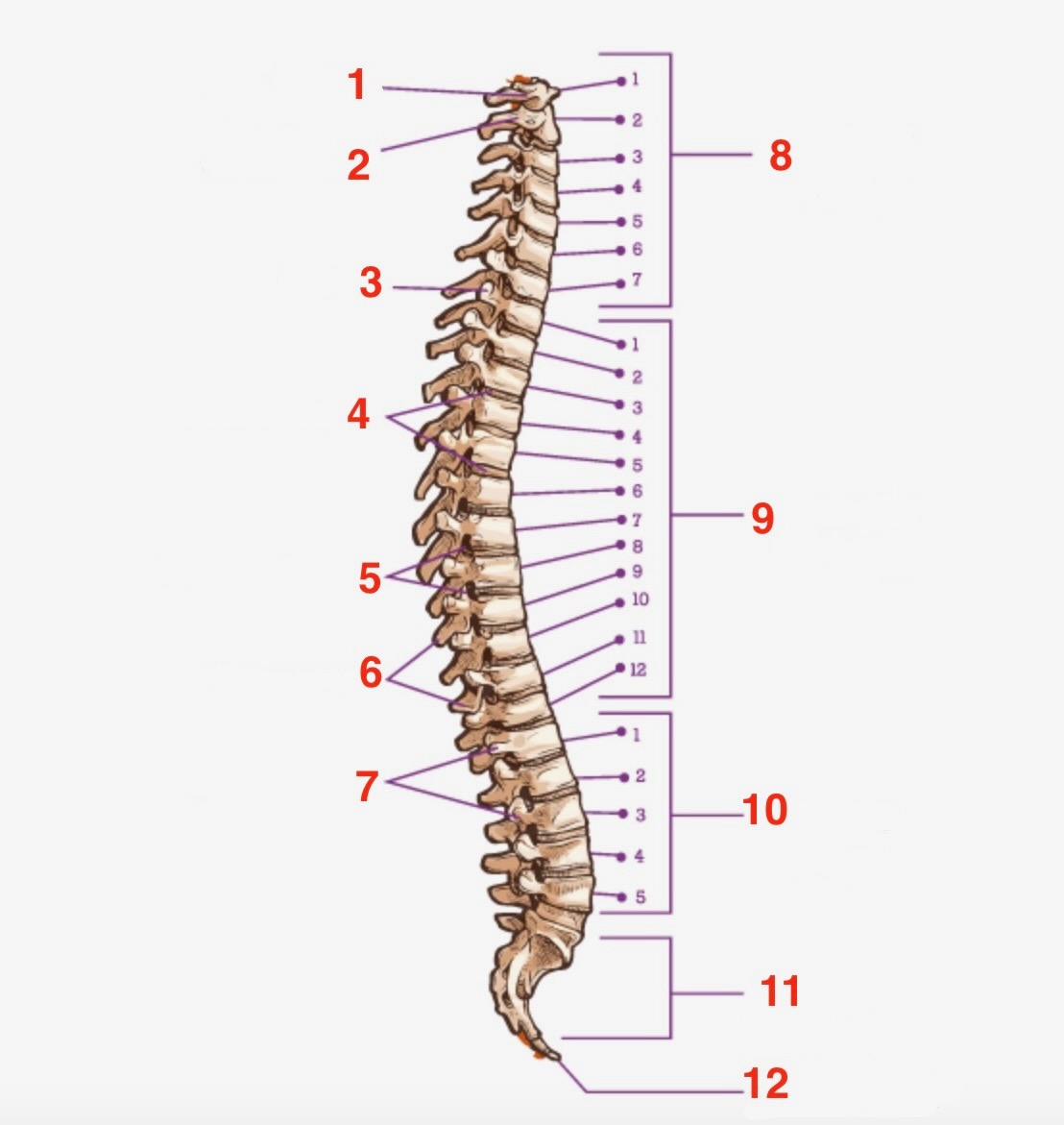 <p>11</p>