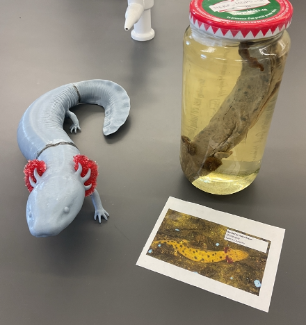 <p>Necturus maculosus</p><p>Mudpuddy</p><p>Special concern</p><p>Family Proteidae</p><p>Large head and flat</p><p>External gills</p><p>Spotted</p><p>Found in rivers, lakes, and streams</p><p>Active in winter</p><p>Belly is grey, cream, or yellow with dark spots</p><p>Legs are small</p><p>Tail is laterally compressed</p><p>Fully aquatic</p>