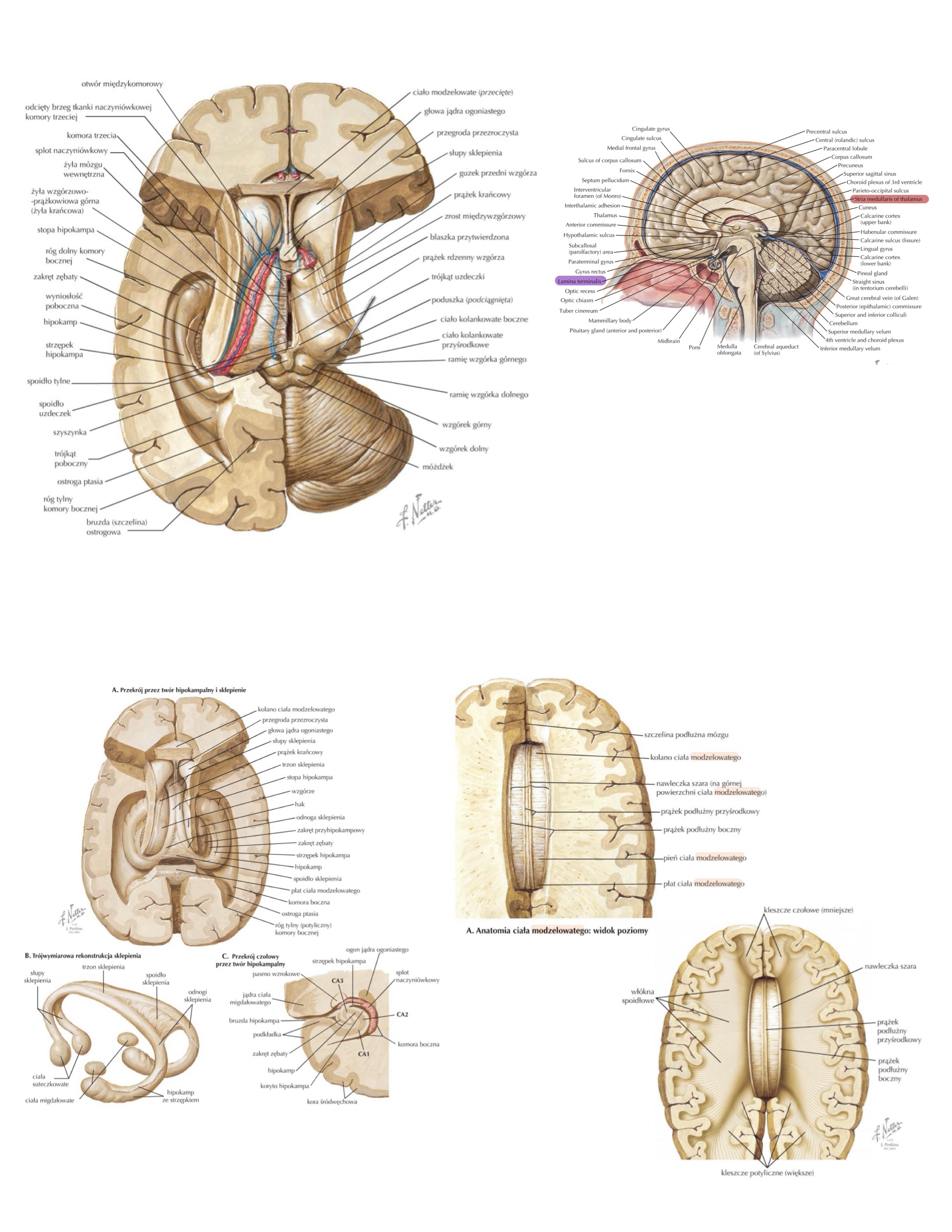 <ul><li><p>kleszcze mniejsze / czołowe (forceps minor / frontalis)</p></li><li><p>kleszcze większe / potyliczne (forceps major / occipitalis)</p></li></ul>