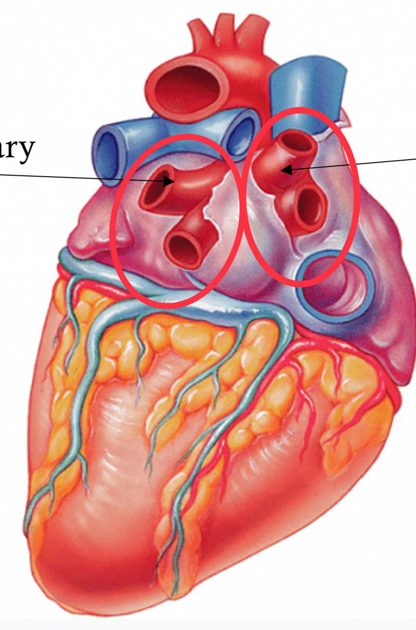 <p>oxygenated blood from lungs</p>