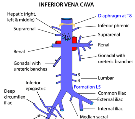 <p><span data-name="blue_square" data-type="emoji">🟦</span> <strong>Superior Vena Cava (SVC)</strong></p><p><span data-name="round_pushpin" data-type="emoji">📍</span> <strong>Position</strong></p><ul><li><p>Formed by the union of the <strong>right and left brachiocephalic veins</strong> (at the level of the first costal cartilage, behind the right sternoclavicular joint)</p></li><li><p>Descends vertically in the <strong>superior mediastinum</strong>, right to the ascending aorta and trachea</p></li><li><p>Opens into the <strong>right atrium</strong> of the heart at the level of the <strong>third costal cartilage</strong></p></li></ul><p><span data-name="arrows_counterclockwise" data-type="emoji">🔄</span> <strong>Main Tributaries</strong></p><ul><li><p><strong><mark data-color="red" style="background-color: red; color: inherit">Brachiocephalic veins</mark></strong><mark data-color="red" style="background-color: red; color: inherit"> (right and left) — formed by </mark><strong><mark data-color="red" style="background-color: red; color: inherit">subclavian and internal jugular veins</mark></strong></p></li><li><p><strong><mark data-color="red" style="background-color: red; color: inherit">Azygos vein</mark></strong><mark data-color="red" style="background-color: red; color: inherit"> (drains thoracic wall and mediastinal structures)</mark></p></li><li><p><strong><mark data-color="red" style="background-color: red; color: inherit">Internal thoracic veins</mark></strong></p></li><li><p><strong><mark data-color="red" style="background-color: red; color: inherit">Thoracoepigastric vein</mark></strong><mark data-color="red" style="background-color: red; color: inherit"> (important in collateral circulation)</mark></p></li></ul><p></p><p><span data-name="green_square" data-type="emoji">🟩</span> <strong>Inferior Vena Cava (IVC)</strong></p><p><span data-name="round_pushpin" data-type="emoji">📍</span> <strong>Position</strong></p><ul><li><p>Formed by the union of the <strong>right and left common iliac veins</strong> at the level of <strong>L5 vertebra</strong></p></li><li><p>Ascends on the right side of the vertebral column, posterior to the liver and diaphragm</p></li><li><p>Passes through the <strong>caval opening</strong> of the diaphragm at <strong>T8 level</strong></p></li><li><p>Empties into the <strong>right atrium</strong></p></li></ul><p><span data-name="arrows_counterclockwise" data-type="emoji">🔄</span> <strong>Main Tributaries</strong></p><ul><li><p><strong><mark data-color="red" style="background-color: red; color: inherit">Common iliac veins</mark></strong></p></li><li><p><strong><mark data-color="red" style="background-color: red; color: inherit">Lumbar veins</mark></strong></p></li><li><p><strong><mark data-color="red" style="background-color: red; color: inherit">Renal veins</mark></strong><mark data-color="red" style="background-color: red; color: inherit"> (right and left)</mark></p></li><li><p><strong><mark data-color="red" style="background-color: red; color: inherit">Hepatic veins</mark></strong></p></li><li><p><strong><mark data-color="red" style="background-color: red; color: inherit">Gonadal veins</mark></strong><mark data-color="red" style="background-color: red; color: inherit"> (right drains directly, left drains into left renal vein)</mark></p></li><li><p><strong><mark data-color="red" style="background-color: red; color: inherit">Inferior phrenic veins</mark></strong></p></li></ul><p></p><p><span data-name="arrows_counterclockwise" data-type="emoji">🔄</span> <strong>Anastomoses Between SVC and IVC</strong></p><p><strong>Collateral Pathways</strong> for venous return if either vena cava is obstructed:</p><ol><li><p><strong><mark data-color="red" style="background-color: red; color: inherit">Azygos–hemiazygos system - </mark></strong><mark data-color="red" style="background-color: red; color: inherit">Connects IVC tributaries (</mark><strong><mark data-color="red" style="background-color: red; color: inherit">lumbar veins</mark></strong><mark data-color="red" style="background-color: red; color: inherit">) with SVC tributaries (</mark><strong><mark data-color="red" style="background-color: red; color: inherit">azygos vein</mark></strong><mark data-color="red" style="background-color: red; color: inherit">)</mark></p></li><li><p><strong><mark data-color="red" style="background-color: red; color: inherit">Thoracoepigastric vein - </mark></strong><mark data-color="red" style="background-color: red; color: inherit">Connects </mark><strong><mark data-color="red" style="background-color: red; color: inherit">superficial epigastric vein</mark></strong><mark data-color="red" style="background-color: red; color: inherit"> (tributary of femoral vein/IVC system) to </mark><strong><mark data-color="red" style="background-color: red; color: inherit">lateral thoracic vein</mark></strong><mark data-color="red" style="background-color: red; color: inherit"> (tributary of axillary vein/SVC system)</mark></p></li><li><p><strong><mark data-color="red" style="background-color: red; color: inherit">Vertebral venous plexuses - </mark></strong><mark data-color="red" style="background-color: red; color: inherit">Provide communication along the vertebral column between SVC and IVC systems</mark></p></li><li><p><strong><mark data-color="red" style="background-color: red; color: inherit">Internal thoracic and inferior epigastric veins</mark></strong></p></li></ol><p><span data-name="warning" data-type="emoji">⚠</span> <strong>Clinical Relevance</strong></p><ul><li><p>Obstruction of IVC or SVC leads to development of <strong>collateral venous pathways</strong> to maintain venous return</p></li><li><p>These anastomoses become dilated and visible in cases of <strong>SVC syndrome</strong> or <strong>IVC obstruction</strong></p></li></ul><p></p>