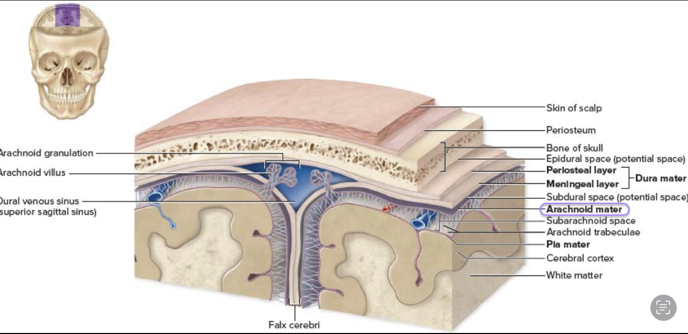 <ol><li><p><strong>Arachnoid matter (</strong>archne = spider )</p><ol><li><p>“web” of <u>collagen elastic </u>fiber </p></li><li><p>Contains <strong>CFS</strong> in <u>subarachnoid space </u></p></li></ol></li></ol><p></p>