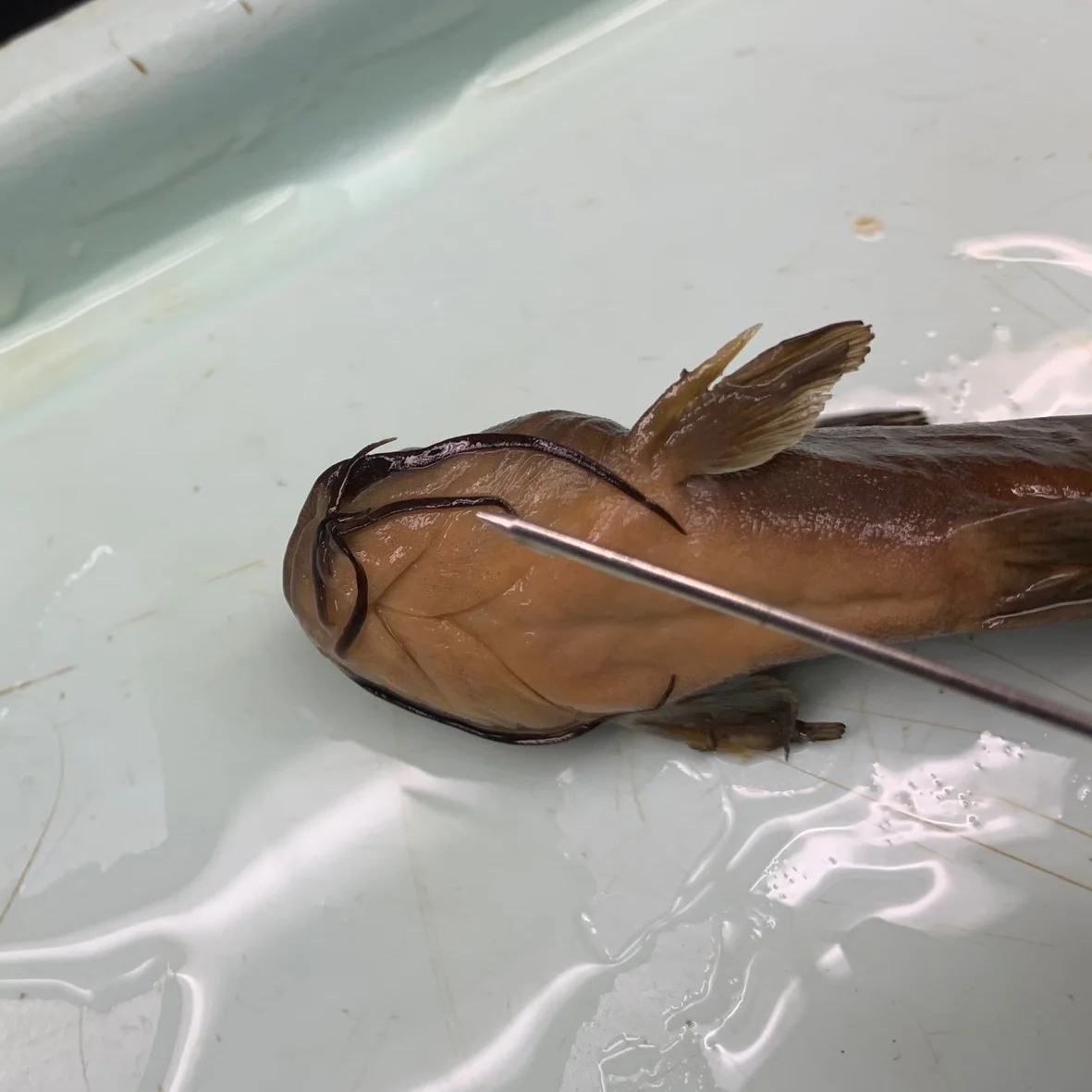 <p>What fish is this?</p>