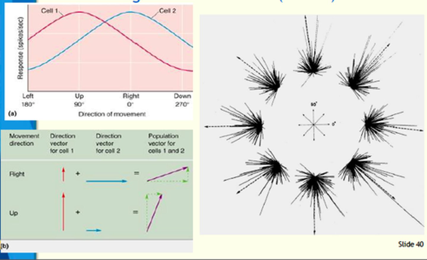 <p>Information is carried by groups of neurons working together.</p>