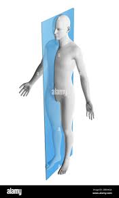 <p>It divides the body or an organ into left and right portions.</p>