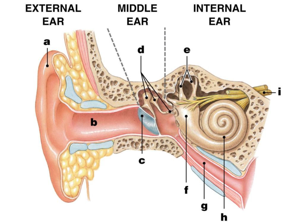 <p>Auditory nerve</p>