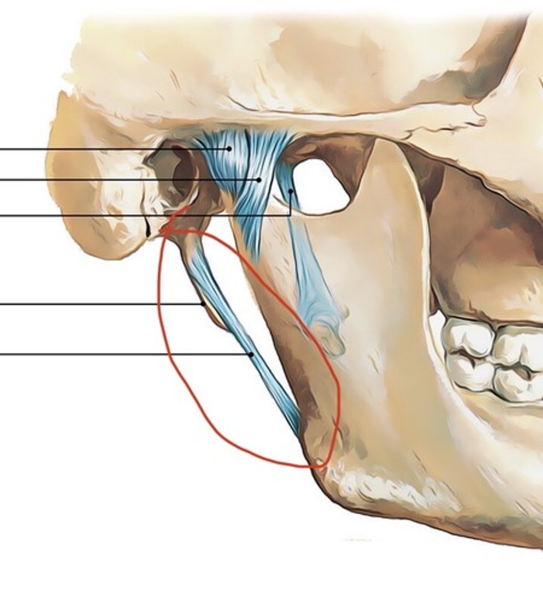 <p>Förhindrar överdriven protrusion av mandibeln</p>