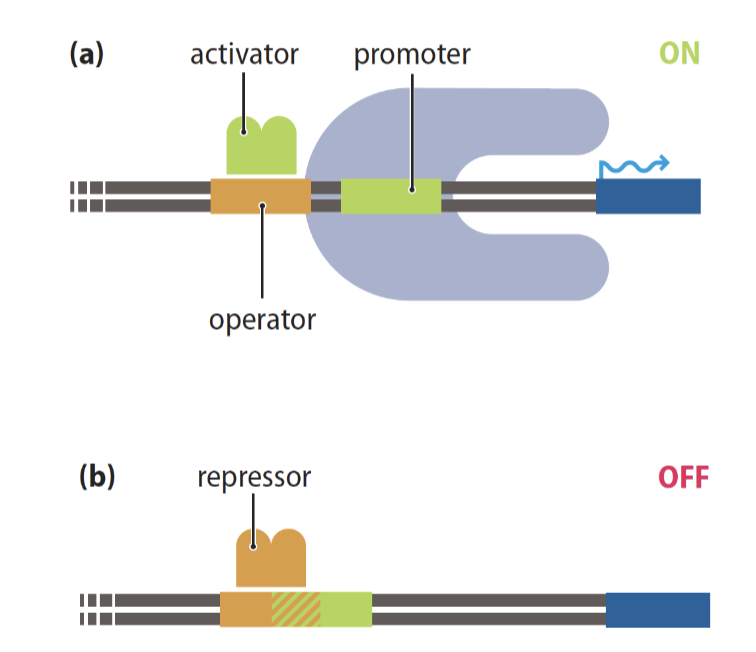 <p>positive and negative</p><p>activators are trans acting factors upstream of promoter</p><p>repressors are trans acting and bind to DNA to block promotor </p>