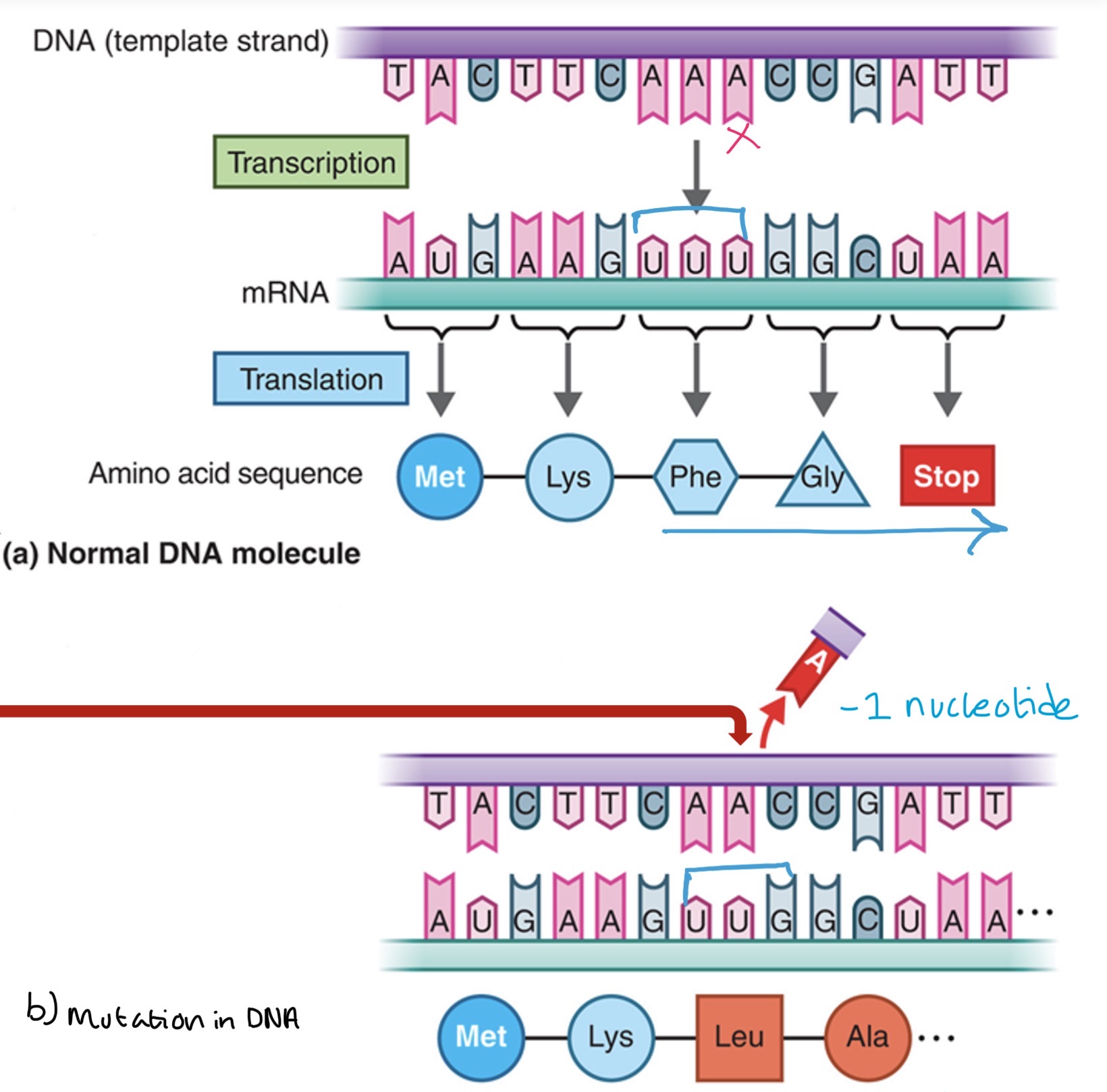 <p>What mutation is this?</p>