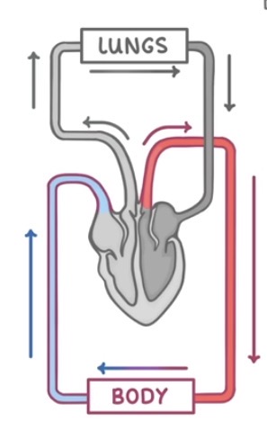 <p>The right ventricle pumps blood to the lungs for gas exchange. The left ventricle pumps blood around the rest of the body. The benefit of a double circulatory system is that it can travel rapidly, maintain greater BP, and allows for a greater delivery of oxygen and glucose.</p>