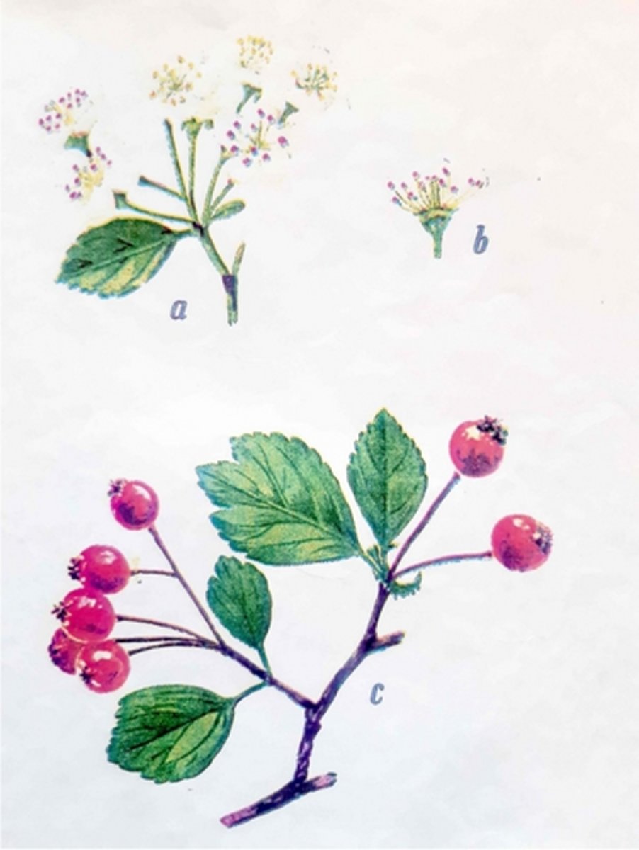 knowt flashcard image
