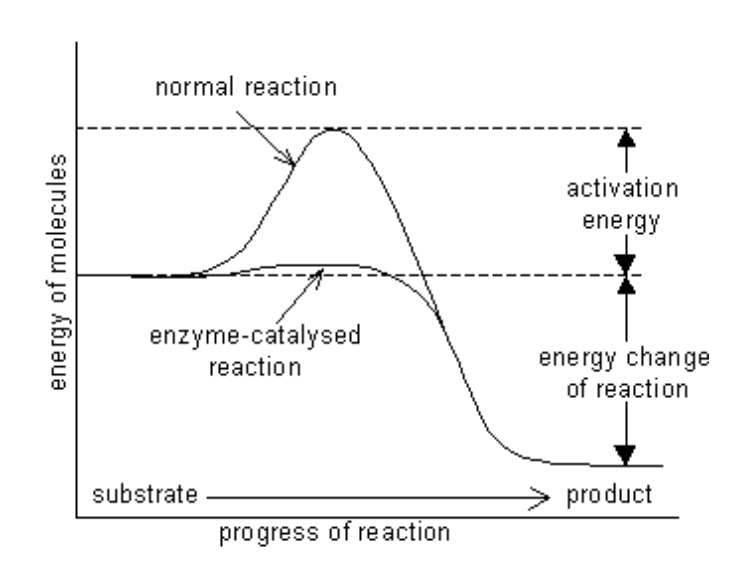 <p>proteins met catalytic function</p><p>increases the reaction rate by lowering the activation energy required for the reaction</p><p>-can only catalyse reactions that can also occur without the presence of the enzyme.</p>