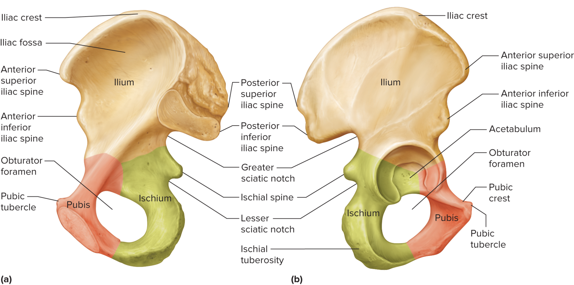 <p>forms lowest portion of the hip bone</p><p>L-shaped</p><p>ischial tuberosity points posteriorly and downward. has a rough surface that provides attachment for ligaments and lower limb muscles</p><p>also supports the weight of the body during sitting</p><p>above ischial tuberosity, near junction of ilium and ischium, is ischial spine (sharp projection) </p>