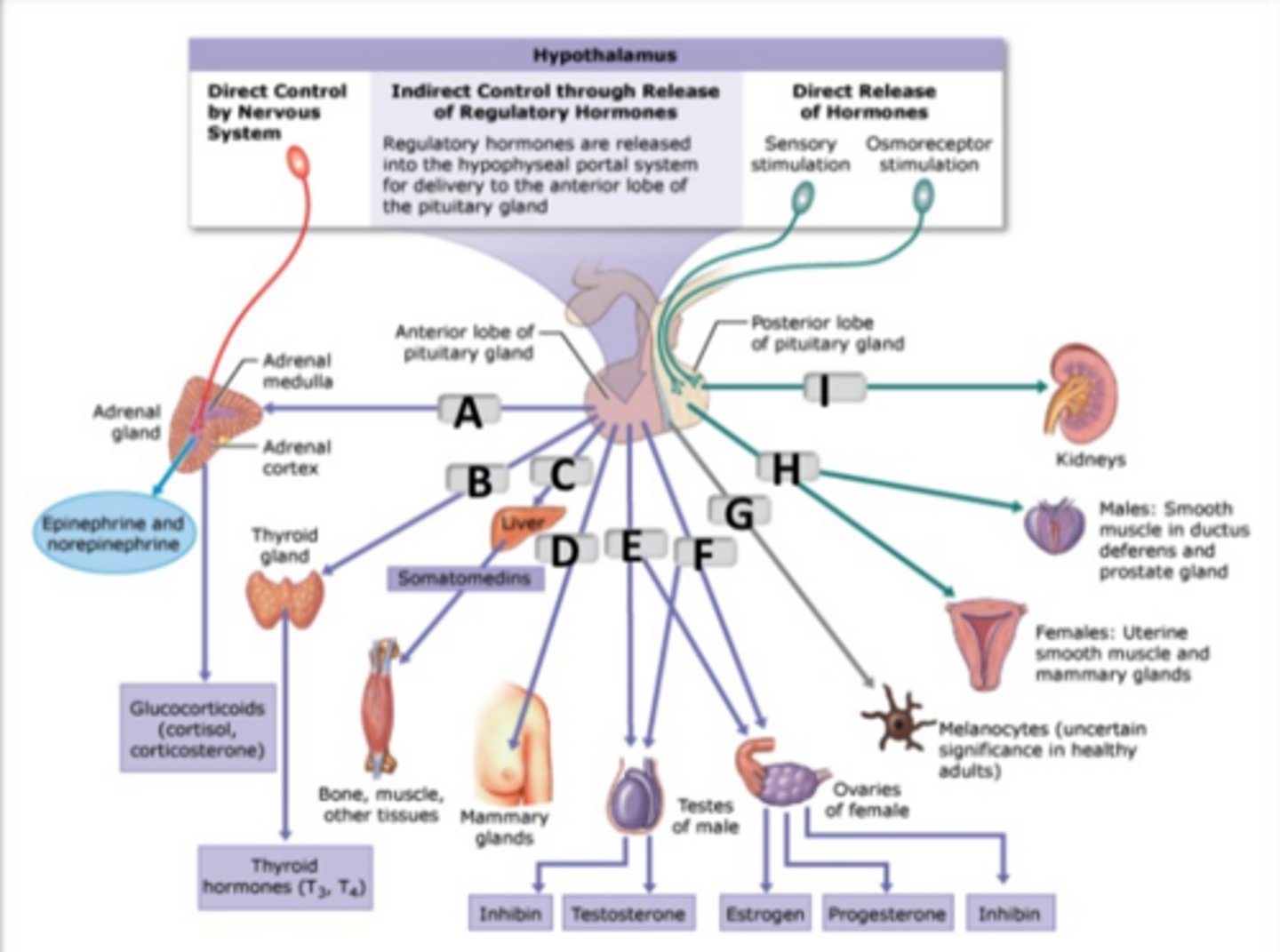<p>OXT</p>