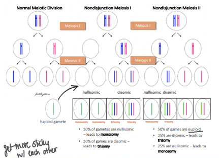 <p>-aneuploidy (unequal chromosome number) typically result of meiotic nondisjunction</p><p>-if occurs in meiosis I, maternal and paternal sister chromatid pairs fail to separate</p><p>-if occurs in meiosis II, either the maternal or paternal sister chromatids fails to separate</p><p>-monosomal gametes are not viable (except X)</p><p>-meiotic nondisjunction more commonly occurs in meiosis I</p><p>-older age is risk factor for meiotic nondisjunction → chromosomes get more sticky with each other</p>