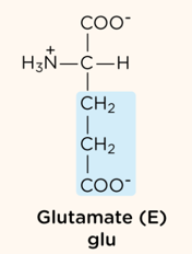 <p>negatively charged R group</p>