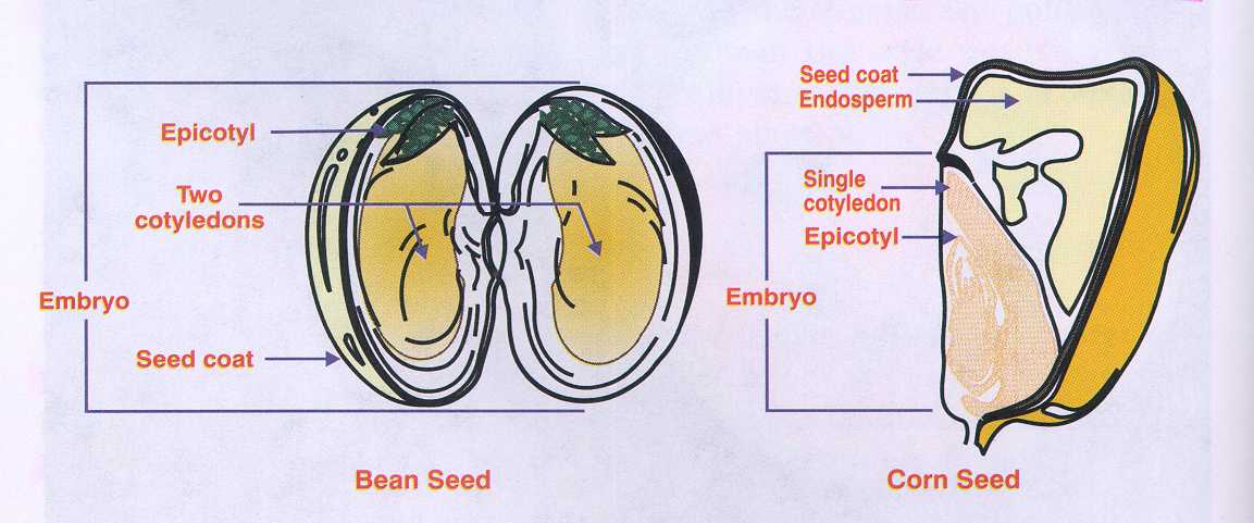 <p>Dicots: 2 cotyledons, embryo takes up the size of the whole seed</p><p>Monocots: 1 cotyledon, embryo takes up part of the seed</p>
