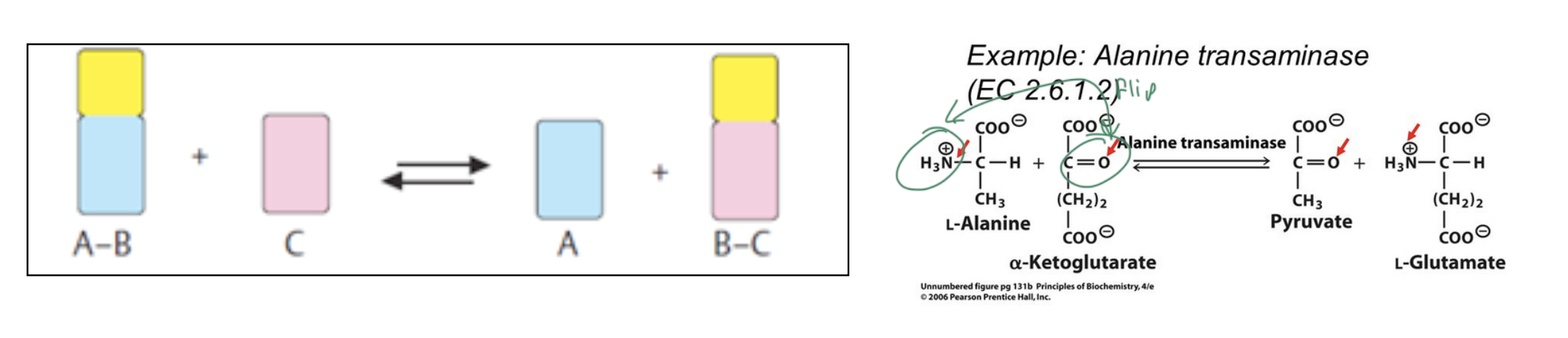 <p>transfer a functional group from one molecule to another so that they switch groups</p>