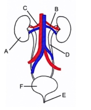<p>Identify the structures of the urinary system labelled in the diagram</p>