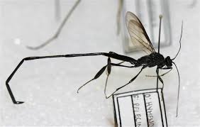 <ol><li><p>Extremely long and slender abdomen</p></li><li><p>Shiny black in color</p></li><li><p>Long, threadlike antenne</p></li><li><p>Hind wing lacking closed cells</p></li></ol><p></p>