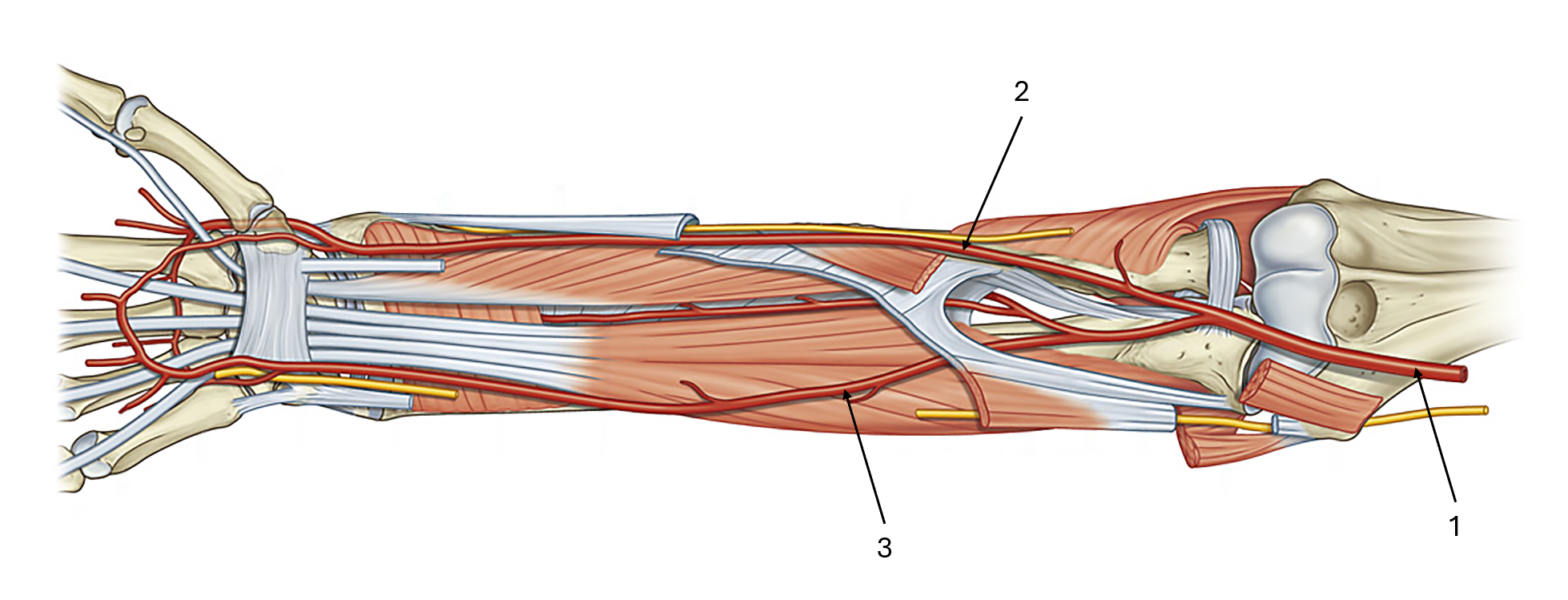 <p>label this diagram of the brachial artery</p>