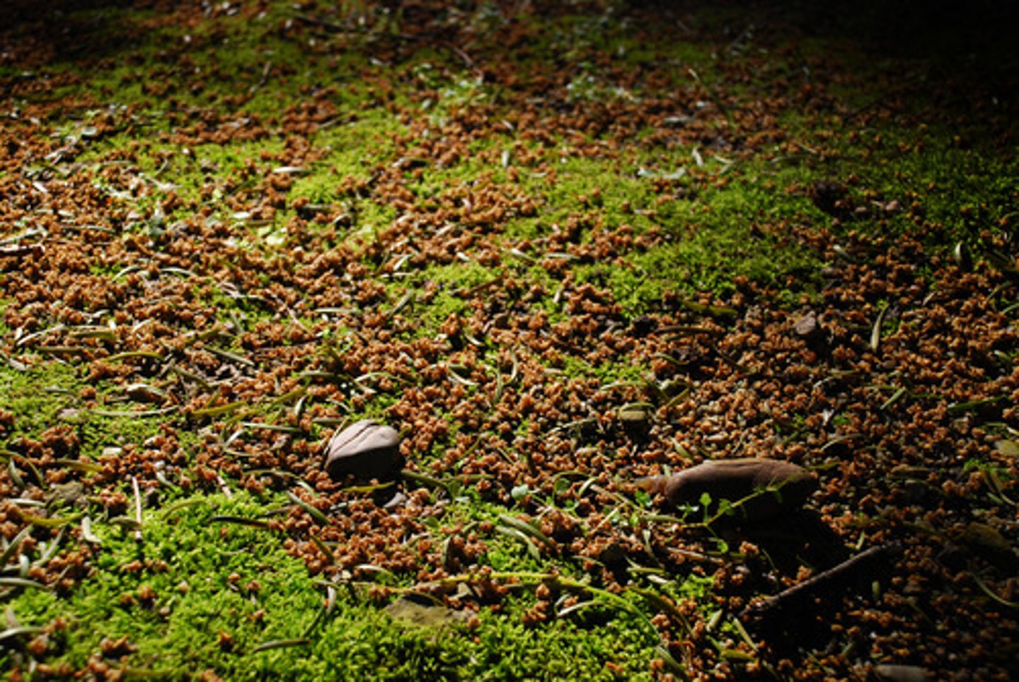 <p>ground, soil</p>