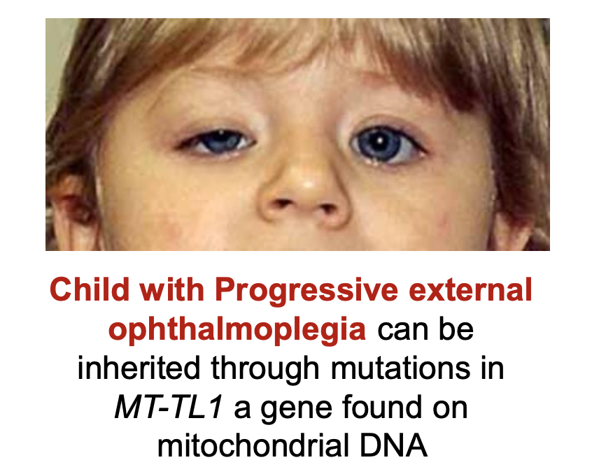 <p>mtDNA</p>