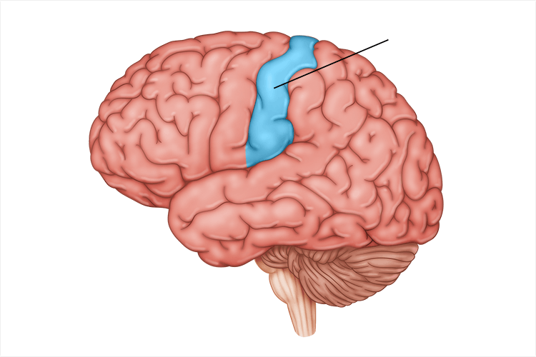 <p>processes body touch and movement sensations; part of parietal lobe</p>