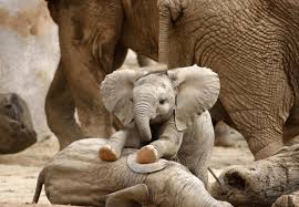 <p>elephants</p><p>proboscis or trunk </p><p> largest living land animal</p>