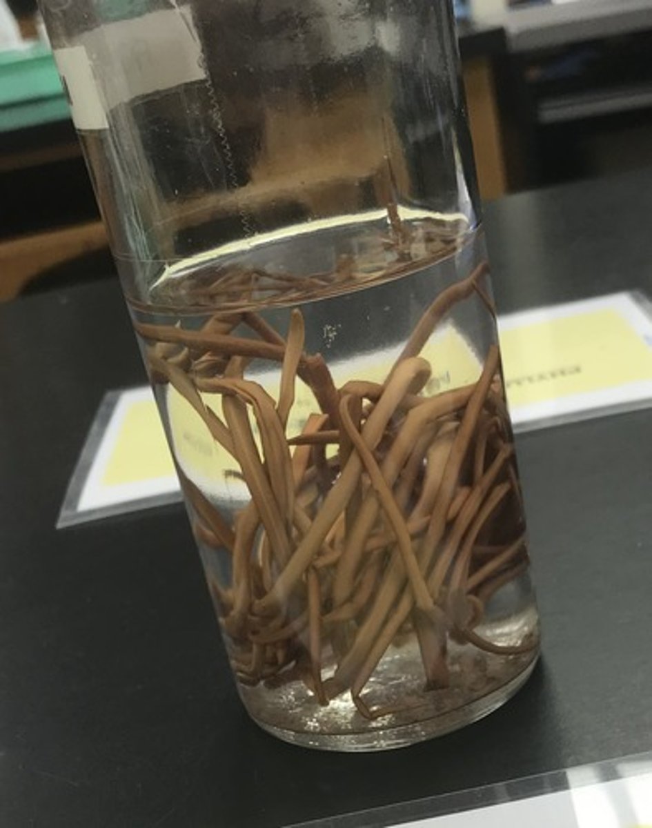 <p>For the following specimen(s), give the entire taxonomy and the name of the specimen(s)</p>