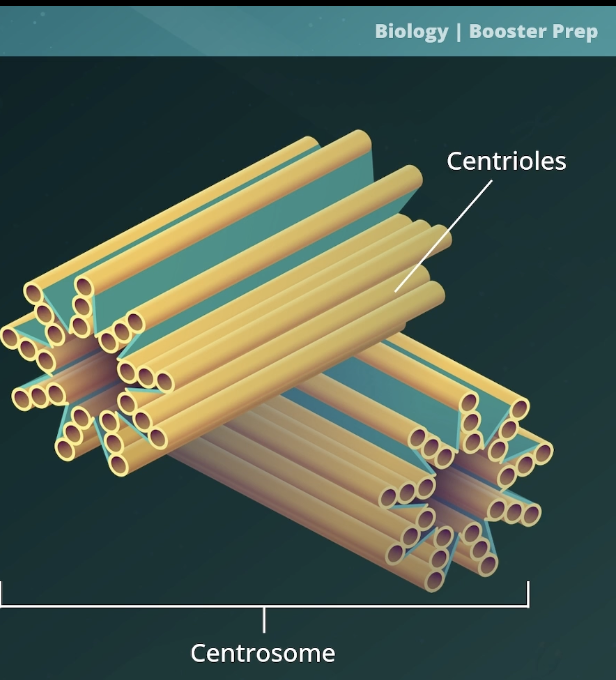 <p>Microtubules organizing centers (MTOCs)</p>
