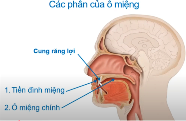 <p><span style="color: red"><strong>Giới hạn của ổ miệng:</strong></span></p><ol><li><p><span style="color: blue"><strong>Trước: </strong></span>thông với bên ngoài qua ? </p></li><li><p><span style="color: blue"><strong>Sau: </strong></span>thông với hầu qua ? </p></li><li><p><span style="color: blue"><strong>Trên: </strong></span>ngăn cách với xoang mũi qua ?</p></li></ol><p></p>
