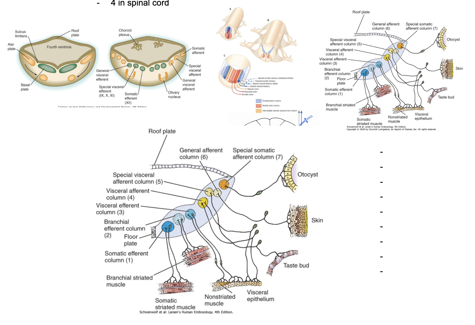 <ul><li><p>4 in spinal cord</p></li><li><p>7 in brainstem&nbsp;</p></li></ul><ul><li><p>Each of the 7 territories is not always present along the longitudinal axis of the brainstem&nbsp;</p><ul><li><p>Cranial nerves differ in composition</p></li></ul></li><li><p>Specific nuclei not related to cranial nerves belong to pathways forming control centers</p><ul><li><p>Control vital functions – ex. Motor circuits, communicate with cerebellum, etc.&nbsp;</p></li></ul></li><li><p>Most of the specific nuclei originate from the alar plate</p></li><li><p>Explains homogenous vs heterogenous —</p><ul><li><p>Each segment of spinal cord has all 4 territories, but not each cranial nerve has all 7 territories (ex. XII only somatic efferent)</p></li></ul></li></ul>