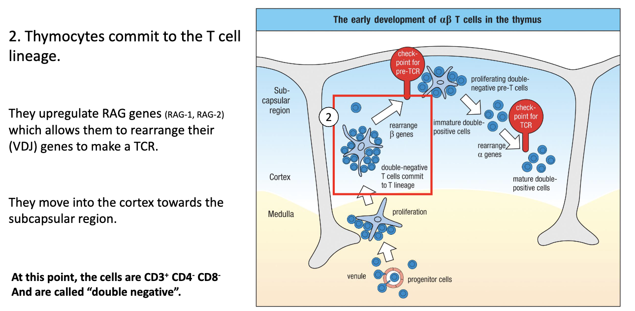 <ul><li><p>Move <strong>up into cortex</strong> → <strong>commit to T-cell lineage</strong>.</p></li><li><p><strong>Turn on CD3</strong> and begin <strong>TCR gene rearrangement</strong>.</p></li><li><p><strong>RAG</strong> (RAG-1, RAG-2) <strong>genes</strong> are expressed → mediate <strong>VDJ recombination</strong>.</p></li><li><p><strong>DJ joins first</strong>, then <strong>V joins DJ</strong>; specific timing for <strong>beta, gamma, delta, alpha chains</strong>.</p></li><li><p>At this stage: <strong>Double Negative (CD4- CD8-)</strong>, <strong>CD3+</strong>, starting TCR rearrangement.</p></li></ul><p></p>