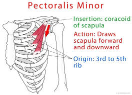 <p>origin = ribs</p><p>insertion = scapular</p><p>pulls scapula forward and down</p>