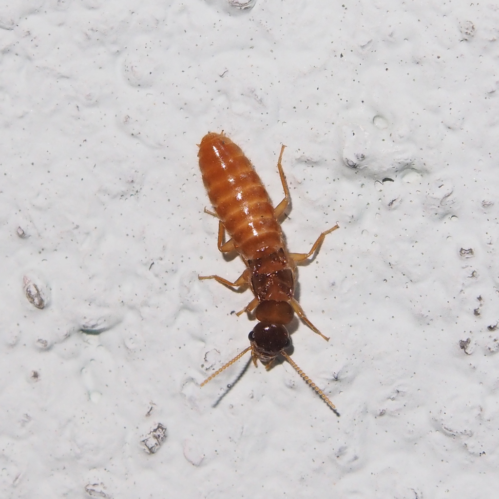 <p>Order, Superfamily, Epifamily, Common name</p>