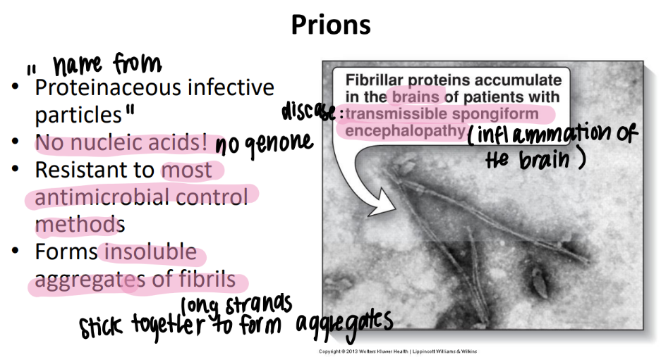 <p>infectious proteins </p><ul><li><p>NO nucleic acids </p></li><li><p>make INSOLUABLE fibril aggregates (clumps) </p></li></ul>
