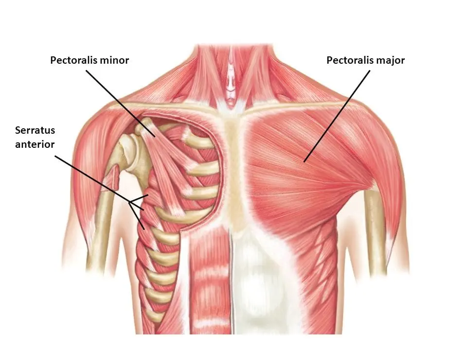 <p>Pectoralis major</p>
