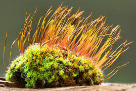 <p>True Mosses (Bryophytes)</p><ul><li><p>Antheridia- house sperm</p></li><li><p>Archegonia- house single egg</p></li><li><p>Rhizoids (fake roots)</p></li></ul><p>Sporophyte:</p><ul><li><p>Operculum (cap) covered by calyptra (shell)</p></li><li><p>Setra (stalk)</p></li></ul><p></p>